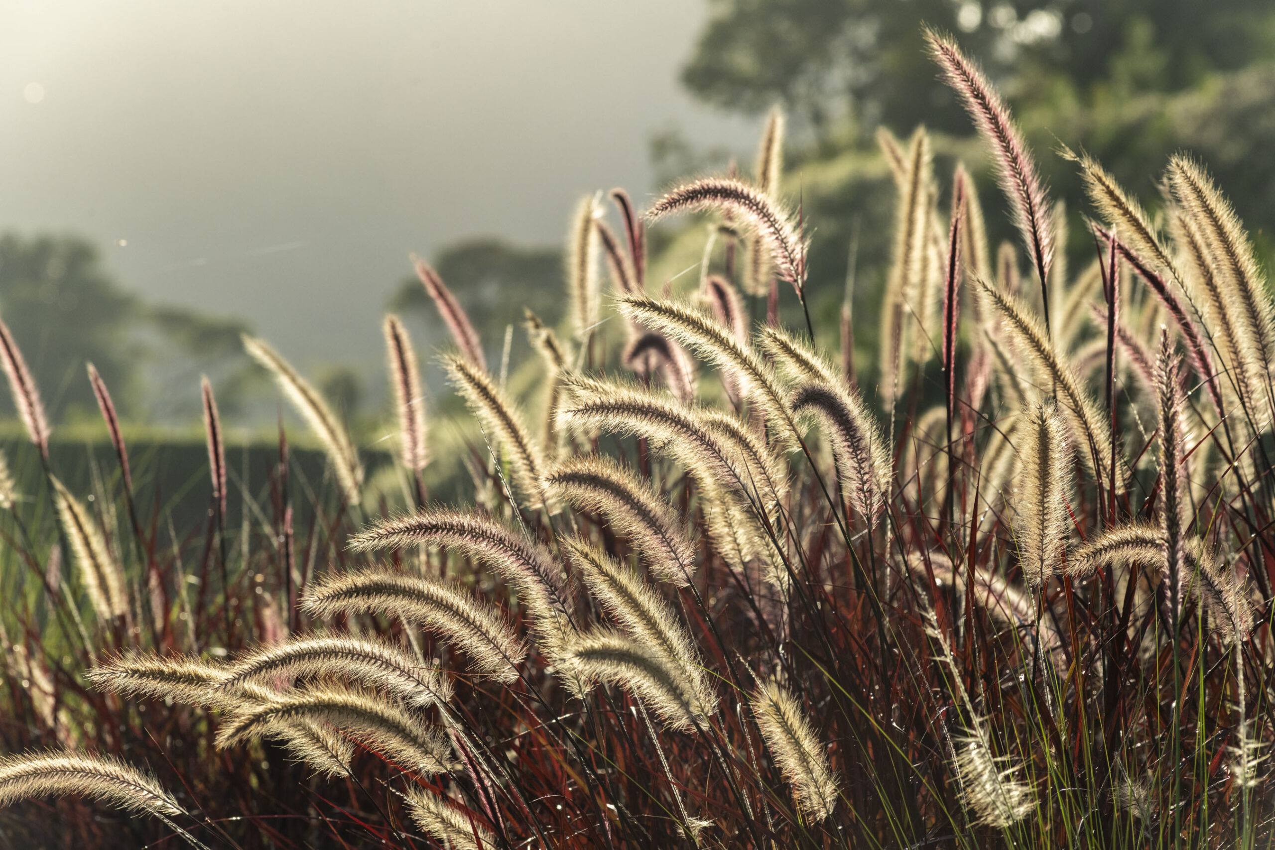 ABC_Colinas_Camboriu_005