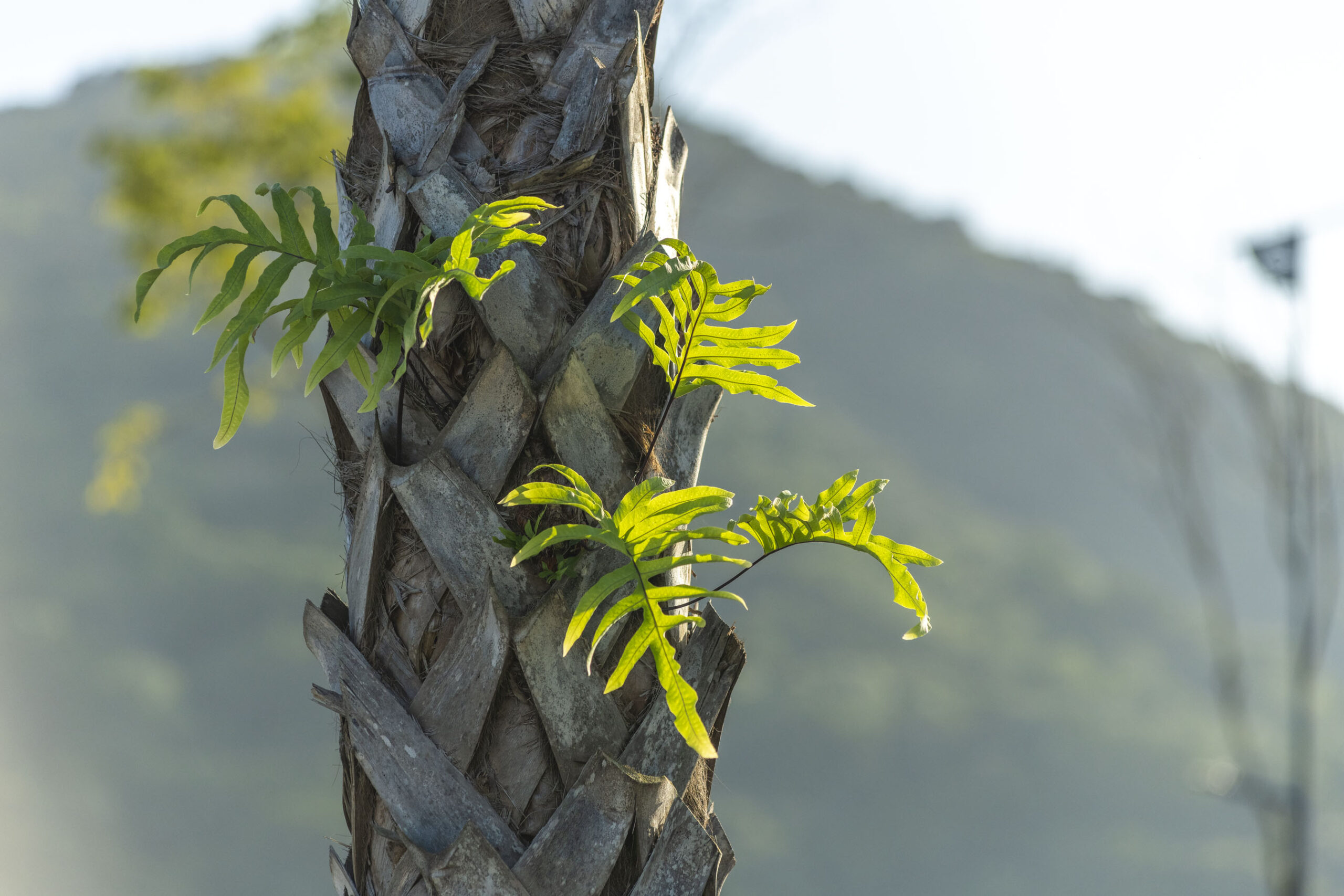 ABC_Colinas_Camboriu_010