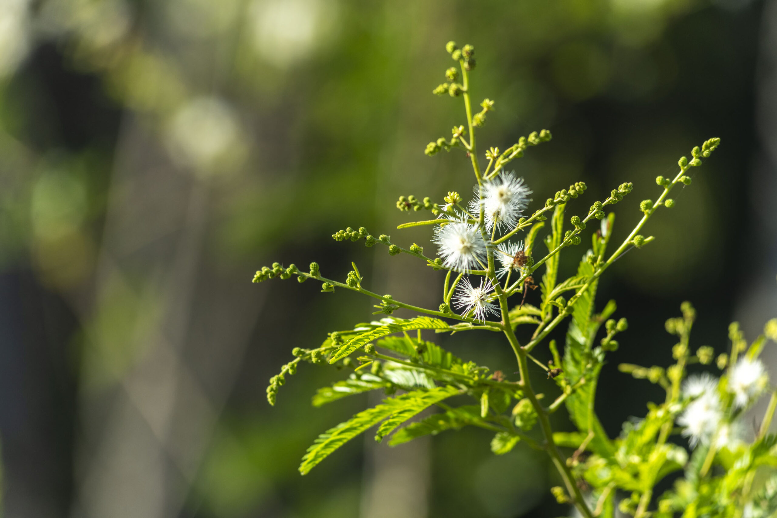 ABC_Colinas_Camboriu_088