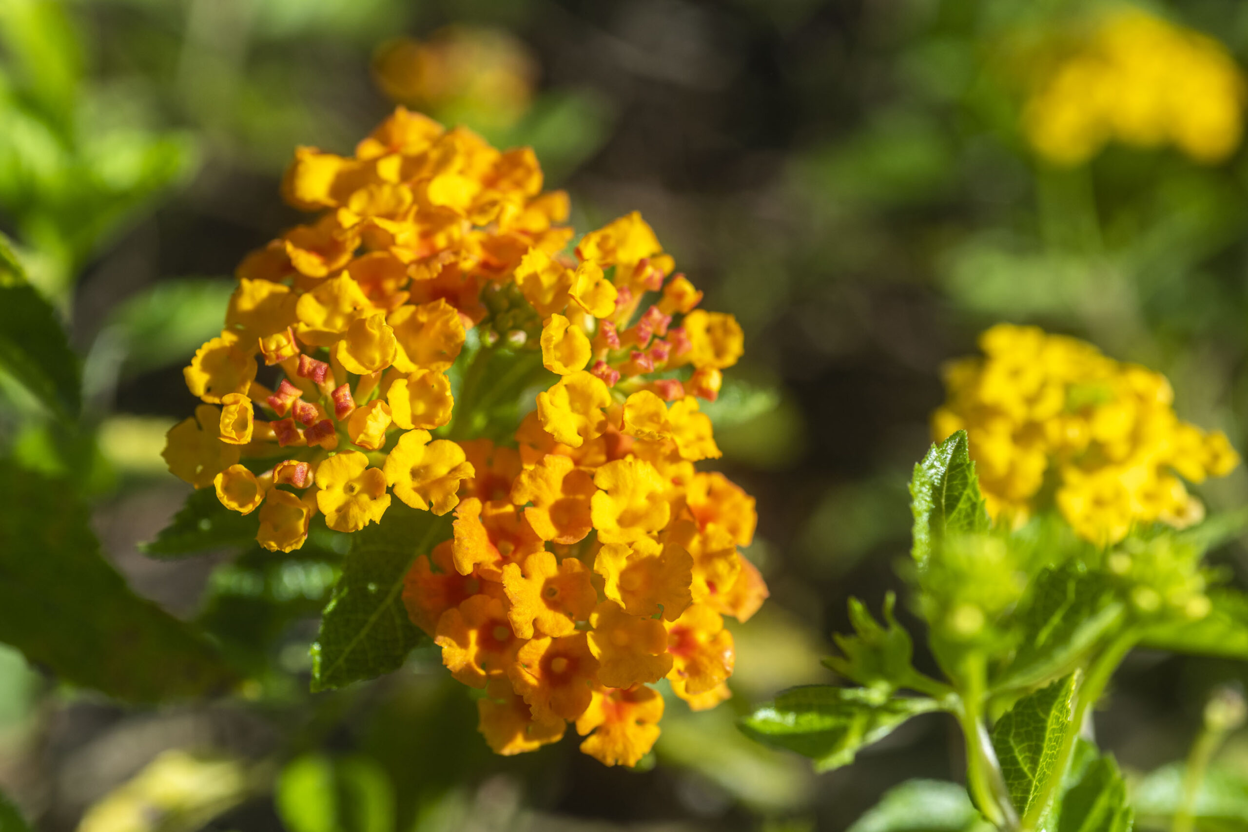 ABC_Colinas_Camboriu_105