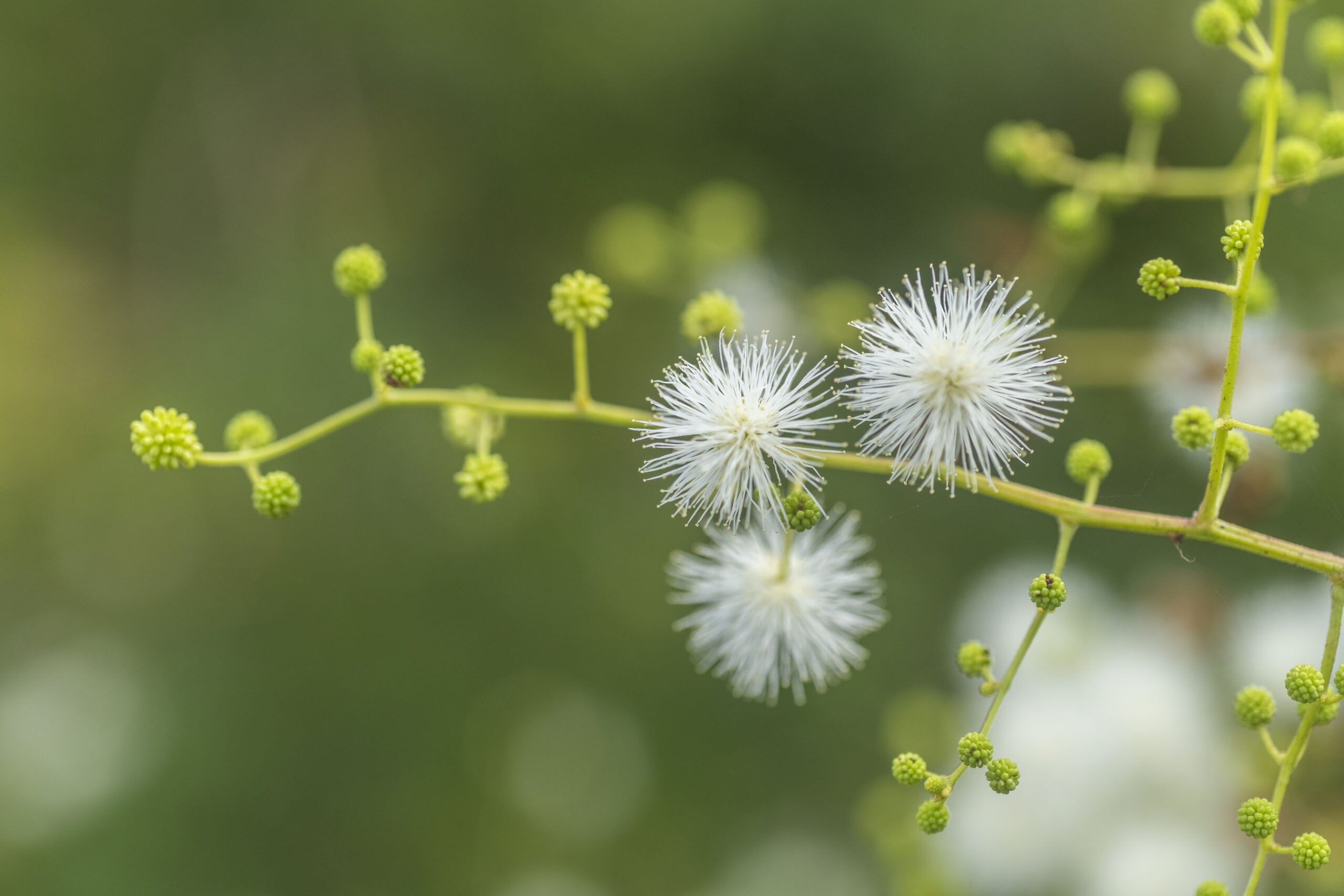 ABC_Colinas_Camboriu_182